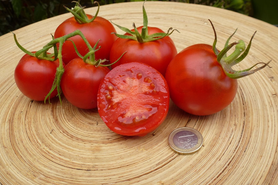 Tomate 'Elfriede' 