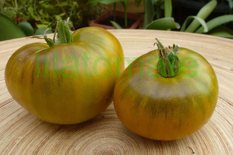 Tomate 'Smaragdapfel' 