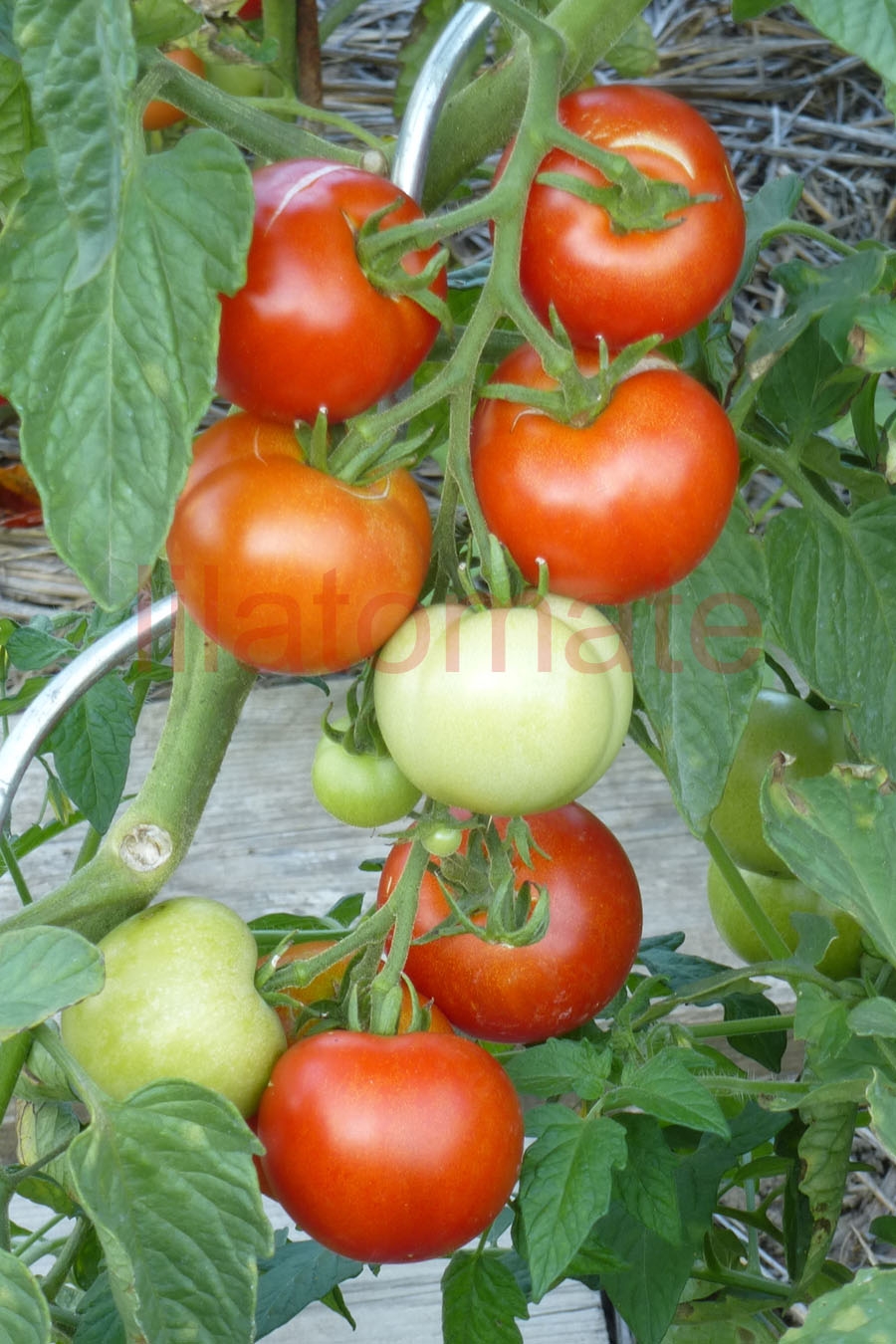 Tomate 'Tolle Rote Runde' (Arbeitstitel) 