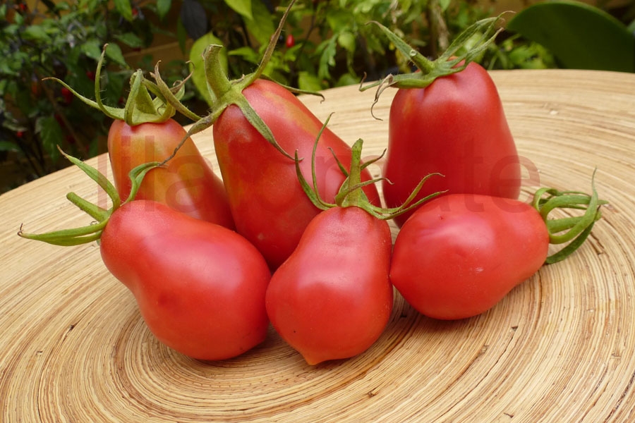 Tomate 'Herztomate aus Neuseeland' (Arbeitstitel) Saatgut