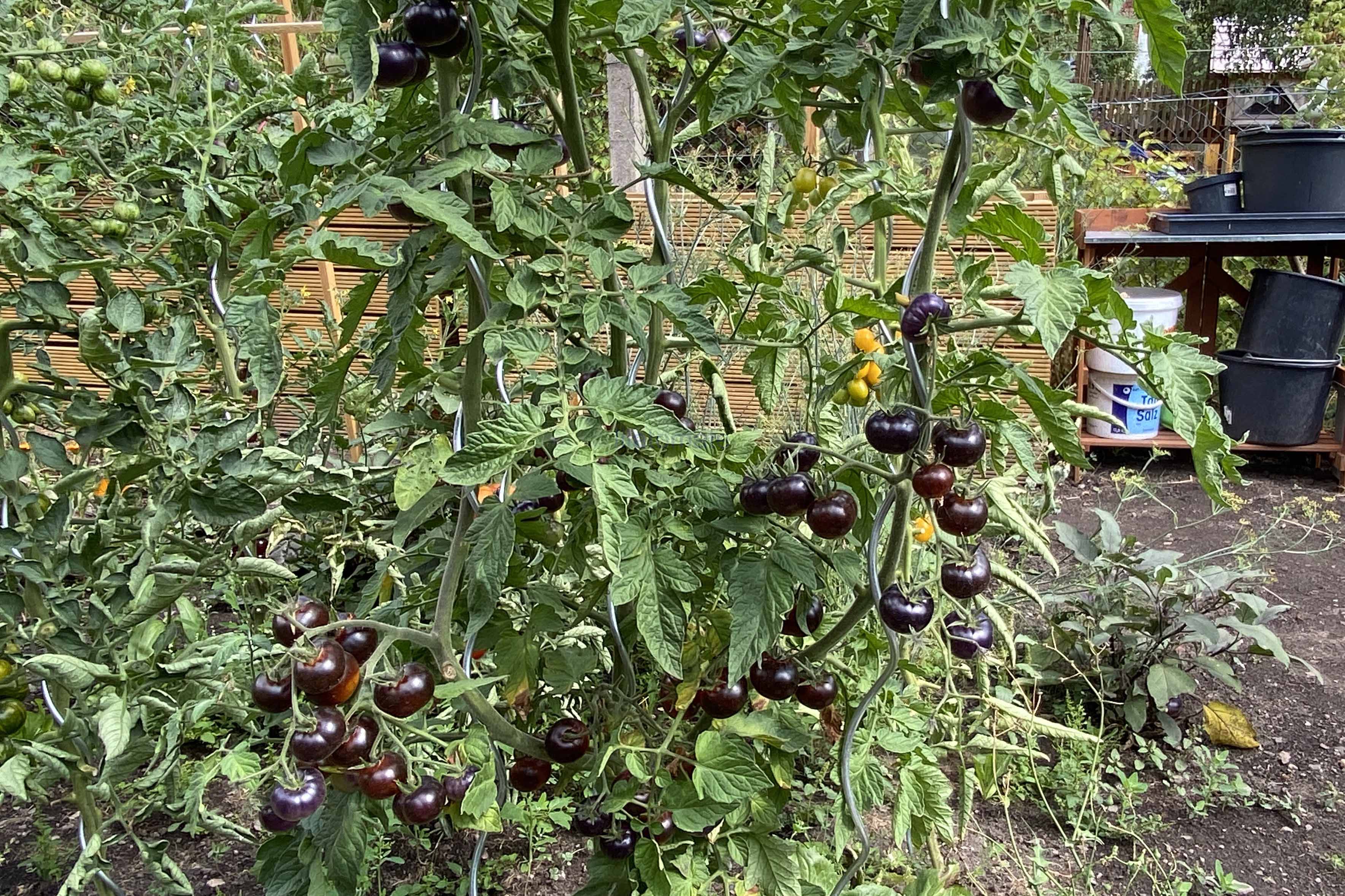 Tomate 'Elberta Leeway, blau' AT 