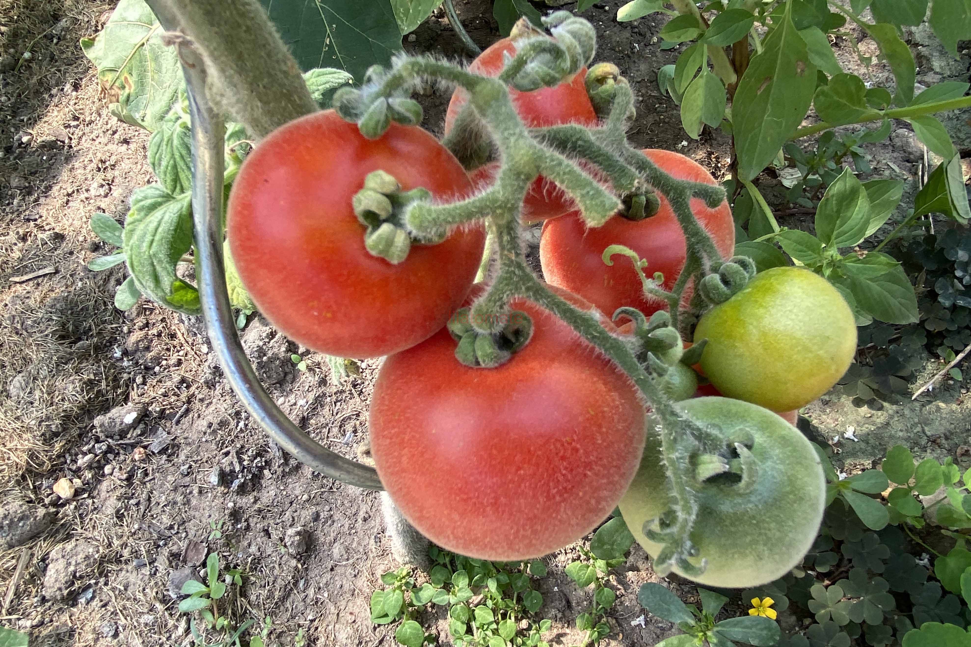 Tomate 'Roter Pfirsich' 