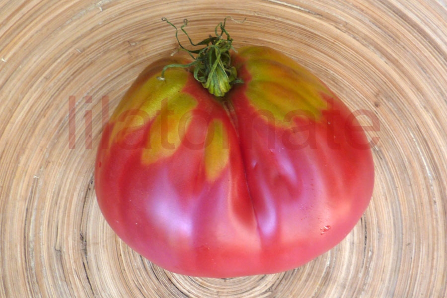 Tomate 'Herztomate aus Neuseeland' (Arbeitstitel) Saatgut