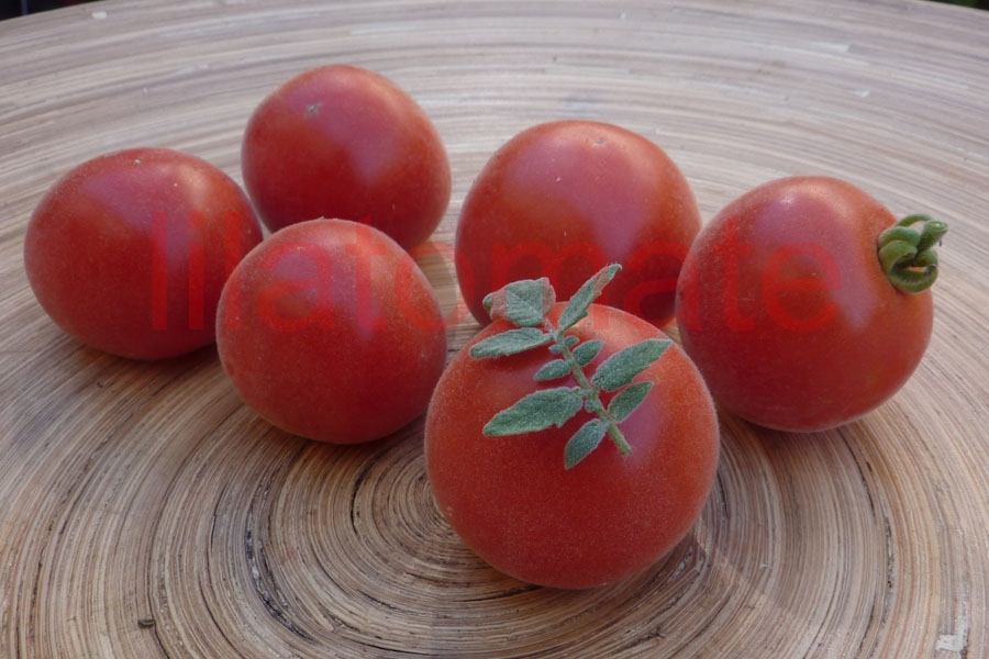 Tomate 'Roter Pfirsich' 