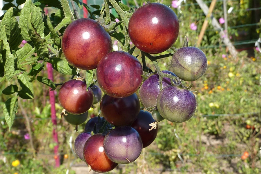 Tomate 'Blue Pitts' 