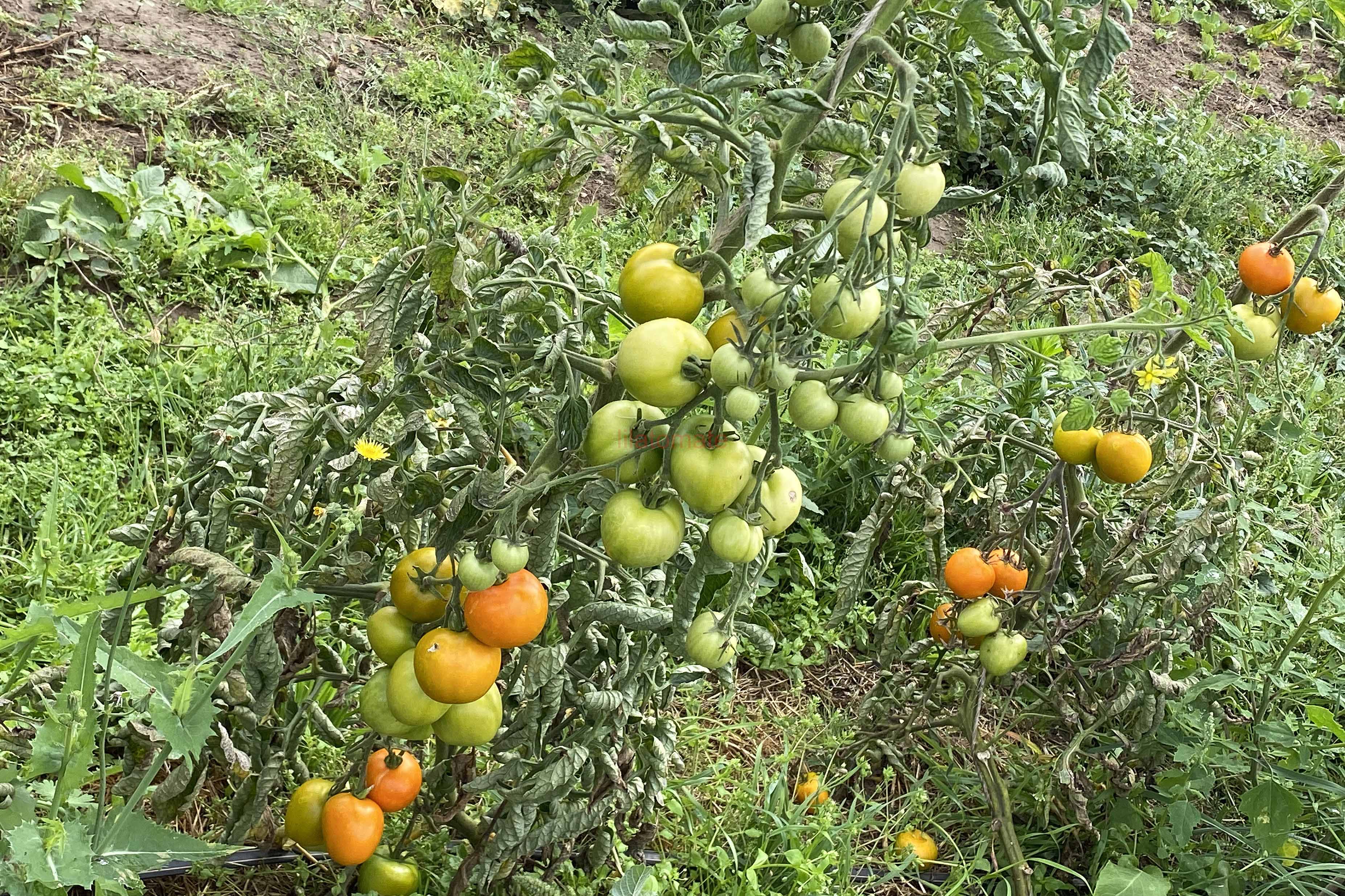 Tomate 'Tolle Rote Runde' (Arbeitstitel) 