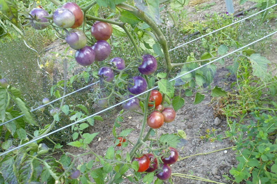 Tomate 'Blue Pitts' 