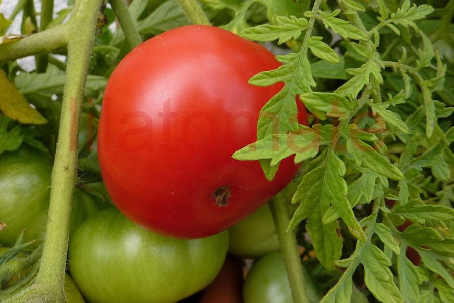 Tomate 'Silbertanne' 