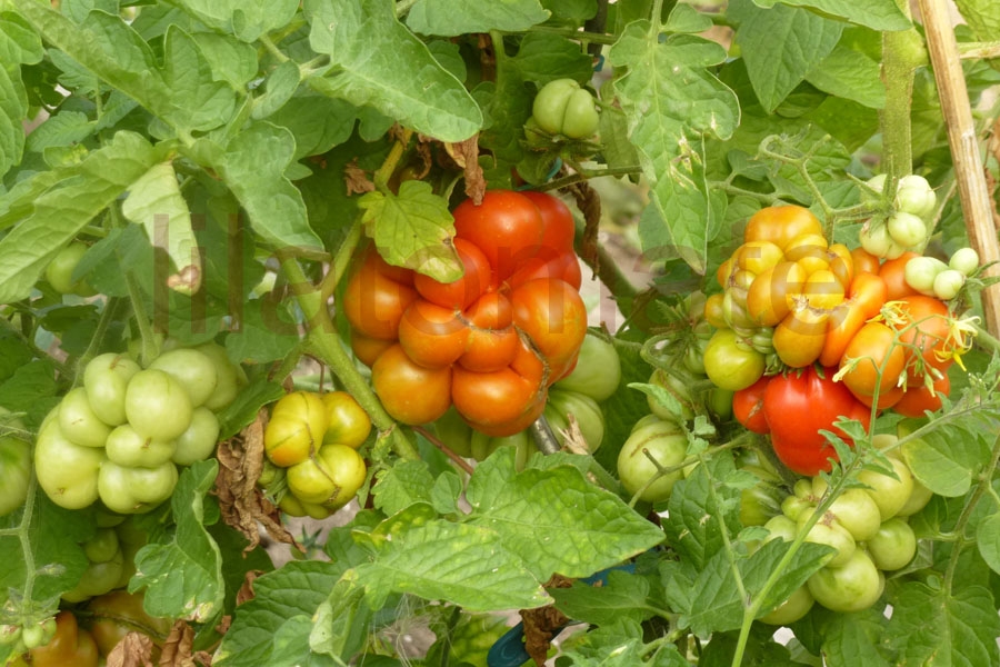 Tomate 'Reisetomate' 