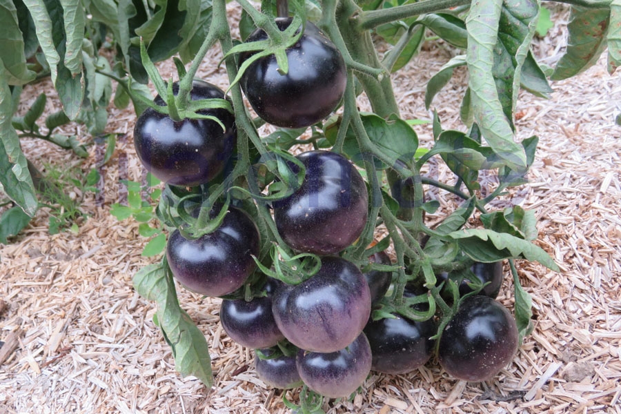 Tomate 'Osu Blue' 