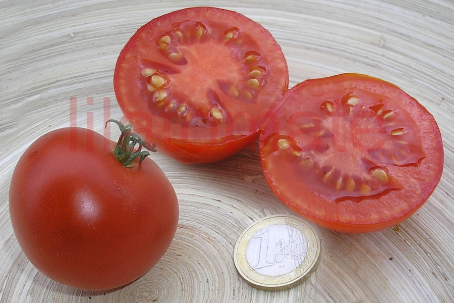 Tomate 'Sieger' 