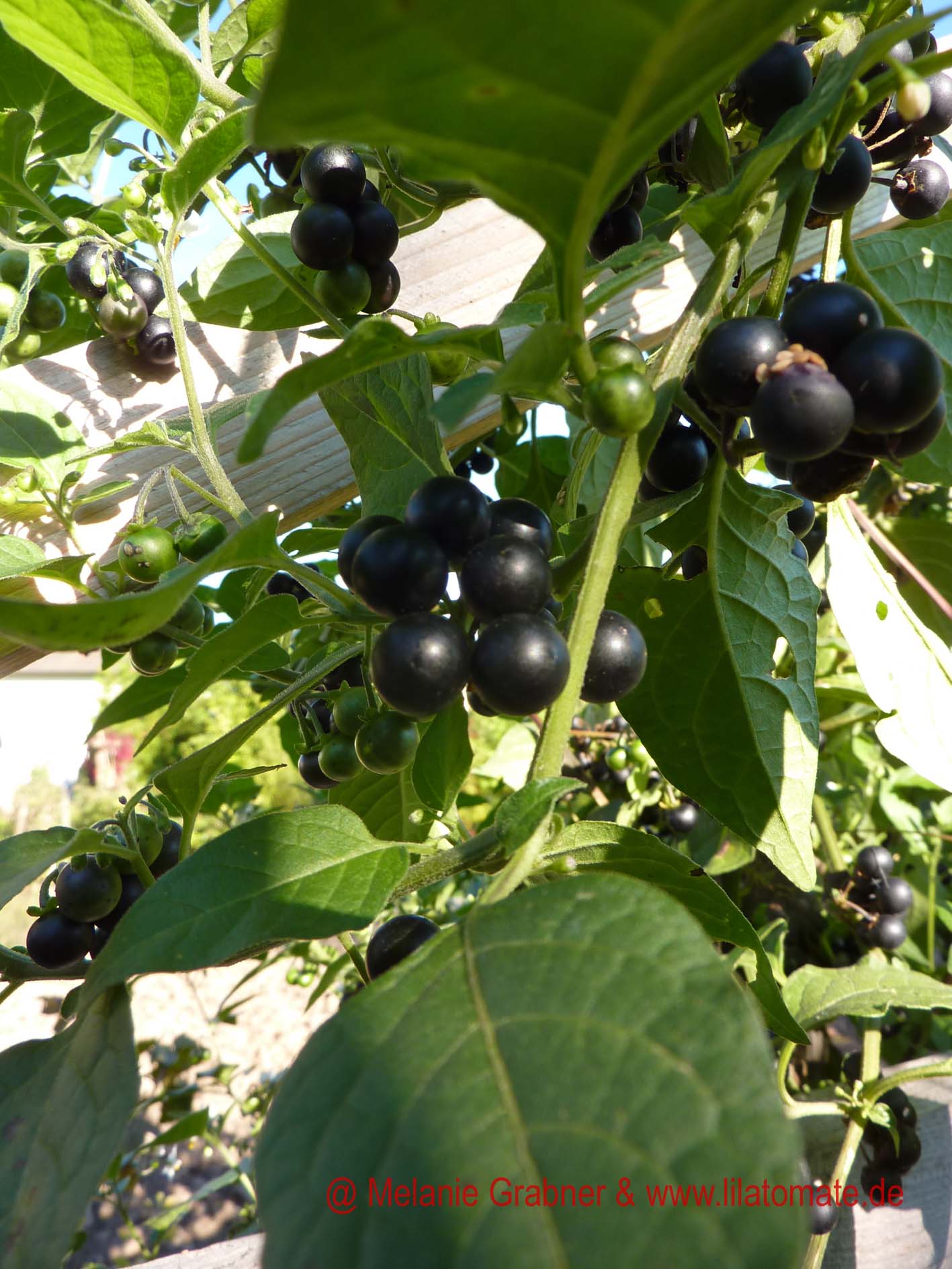 Schwarzenbeere Schwarzenbeere