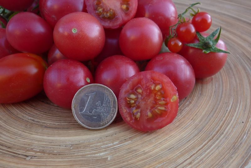 Tomate &amp;#39;Drei Käse hoch&amp;#39; (3 Käse hoch) | Tomate &amp;#39;Drei Käse hoch&amp;#39; (3 Käse ...