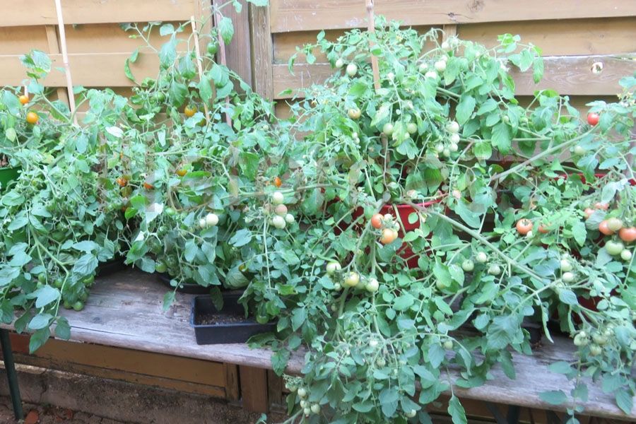 Tomate 'Drei Käse hoch' (3 Käse hoch) | Tomate 'Drei Käse hoch' (3 Käse ... Tomate 'Drei Käse hoch' (3 Käse hoch) | Tomate 'Drei Käse hoch' (3 Käse ...