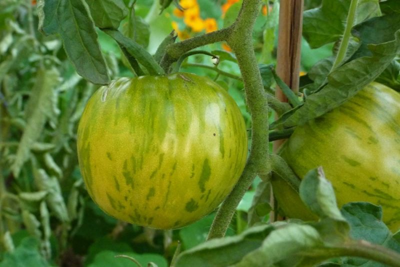 Tomatensamen ‚Grünes Zebra‘ – Gestreift, Grün-gelb, Samenfest, Ca. 20 Samen