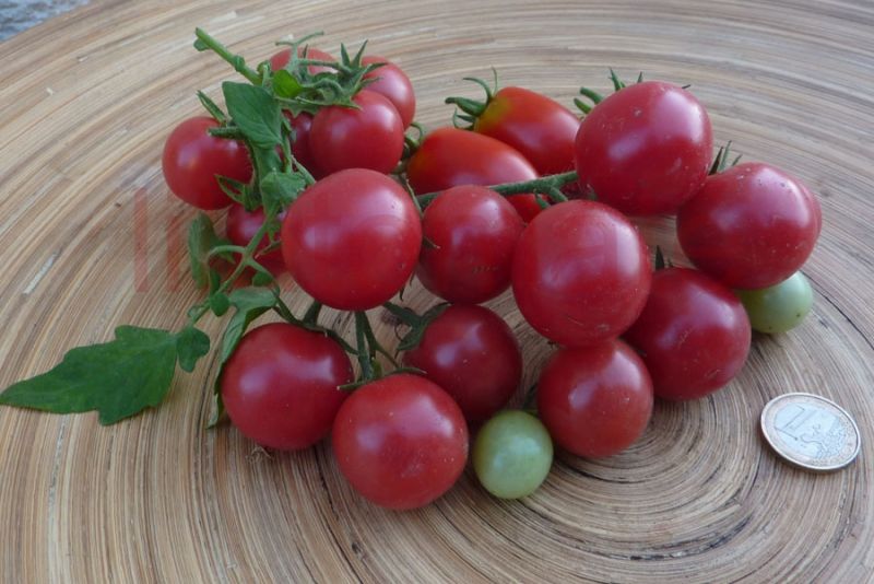 Tomate &amp;#39;Drei Käse hoch&amp;#39; (3 Käse hoch) | Tomate &amp;#39;Drei Käse hoch&amp;#39; (3 Käse ...